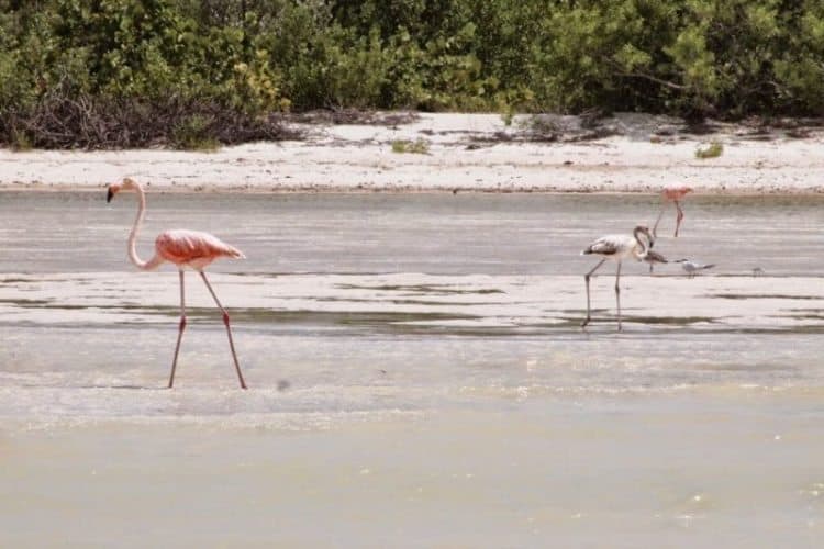 Flamingoes spend part of their year on the small island of Isla Holbox, Mexico during the winter.