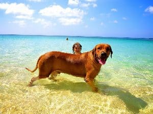 Dog on the beach in Grenada.