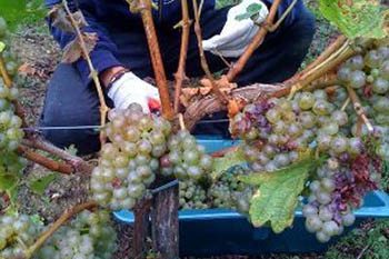 Working a job picking grapes in France. Here, snipping the fruit in Bordeaux. Joanna Gonzalez photos.