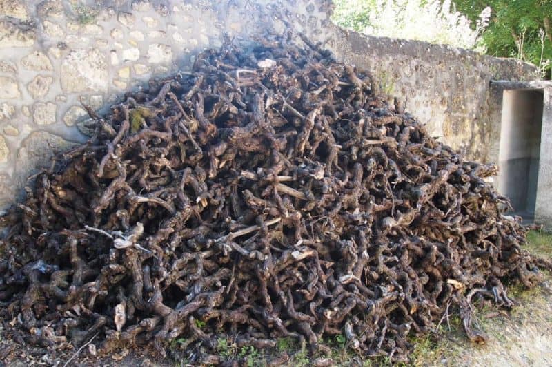 A pile of vine cuttings at a vineyard in France's Loire Valley.