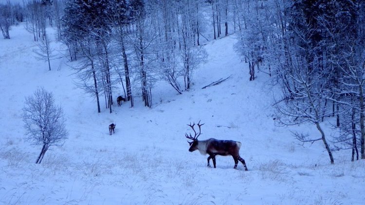 Elk on the move in Yukon Wildlife Preserve.