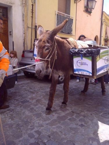 The Recycling donkey in Palermo, Sicily.