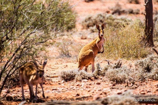 A pair of red kangaroos in the Outback.