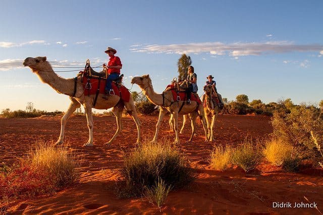 Three camels crossing the Outback northern Australia. Didrik Johnck photos.