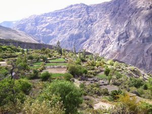 Colca Canyon in Peru's Andes where coca leaves are grown to make coca tea. Laura Yates photo.