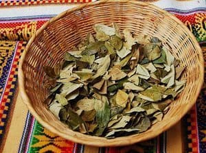 Coca leaves in a basket drying to make tea.