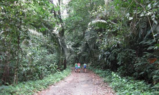 A jungle built by United Fruit in Tela, Honduras.