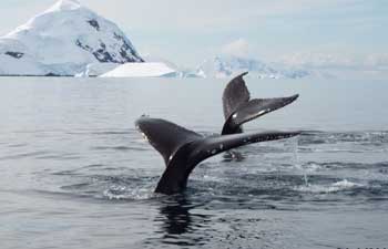 Whale's tales in Antarctica. Dennis O'Connor photo.