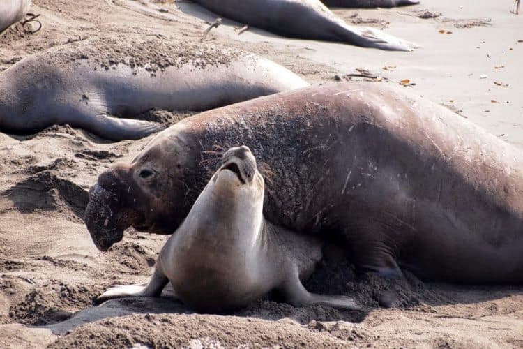 Mating season at Piedras Blancas Elephant Seal Rookery in San Simeon. 