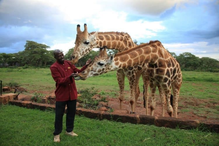 Lodge staff member with the friendly giraffes.