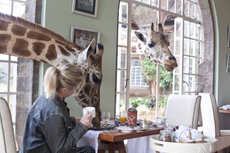 Breakfast with the giraffes