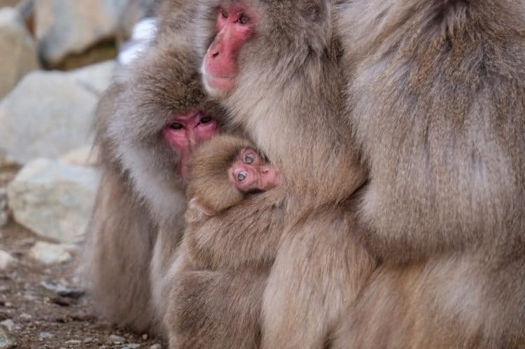 A huddling family of snow monkeys keep eachother warm.