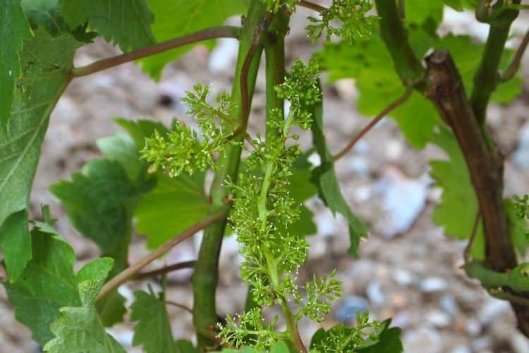 These tiny buds of muscadet grapes mean it will be 110 days until the harvest.