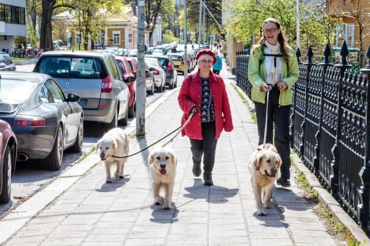 Walking dogs in Turku, Finland. Paul Shoul photo.