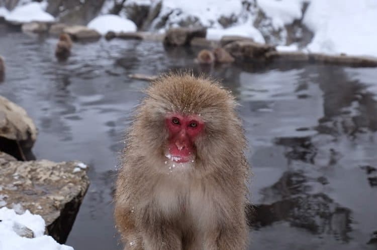 A wise old snow monkey.