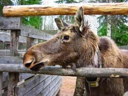 Moose in the pen.