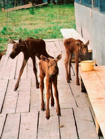 Baby moose, only a few days old at the moose ranch.