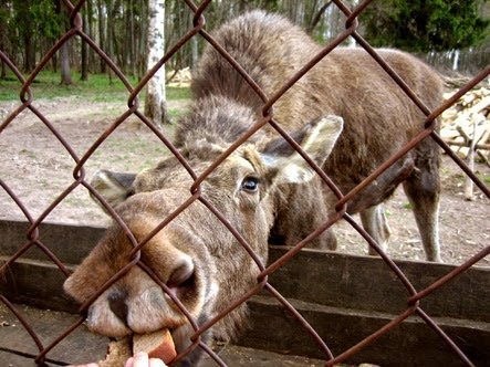 Hungry moose at the Sumarokovo moose farm in Russia.