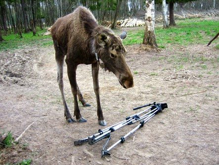 A moose and a tripod.