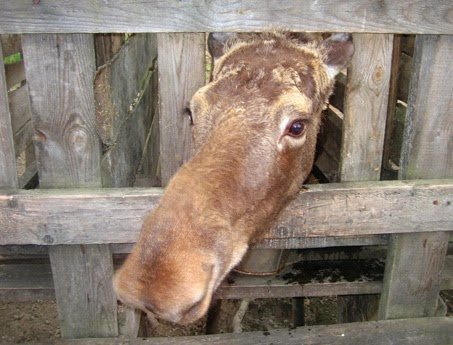 A visit to a moose farm in Russia. 