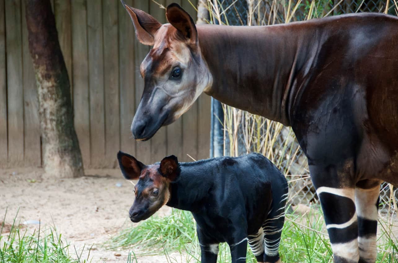 Okapi Calf at the Houston Zoo