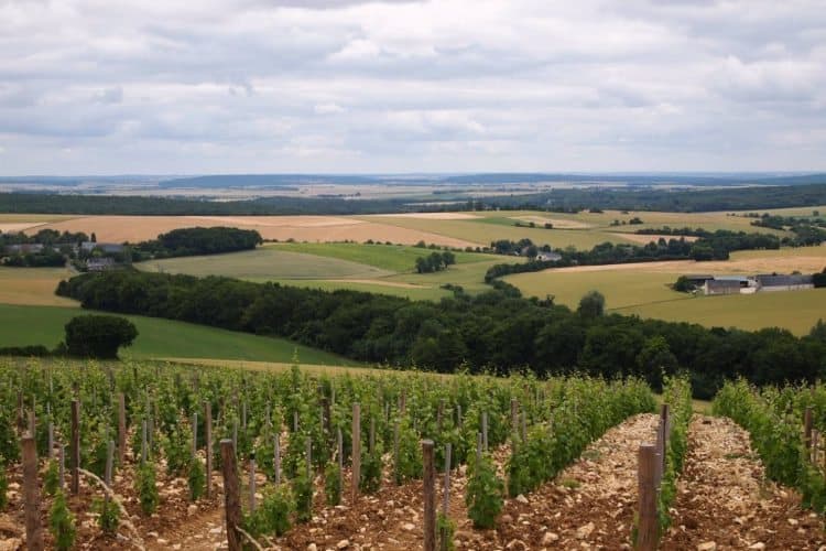 View of the vineyards from the Maison de Sancerre, Loire Valley, France.