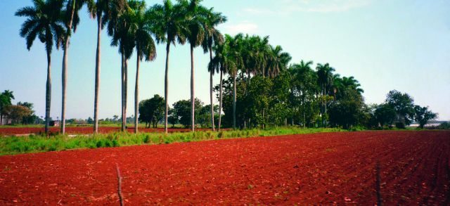Cuba’s naturally fertile soil, red in color, is rich in minerals and provides unique agricultural conditions.