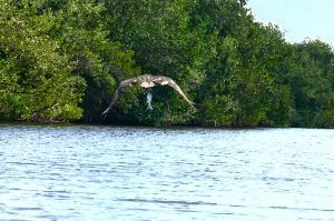 Osprey with a fish.