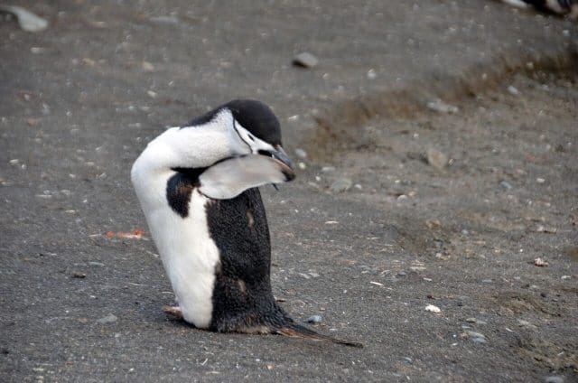 Six different species of penguins breed in Antarctica.