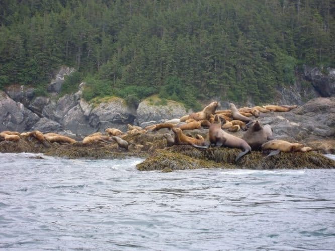 Seals on the rocks in Alaska. Just another part of the great views.