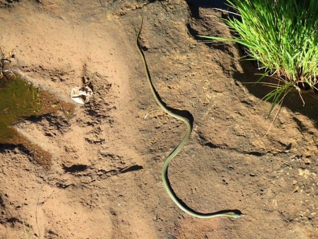 One of many species of snakes in Iguazu National Park.