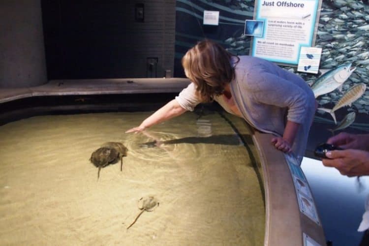 At the National Aquarium's crab tank, it's a hands-on experience.