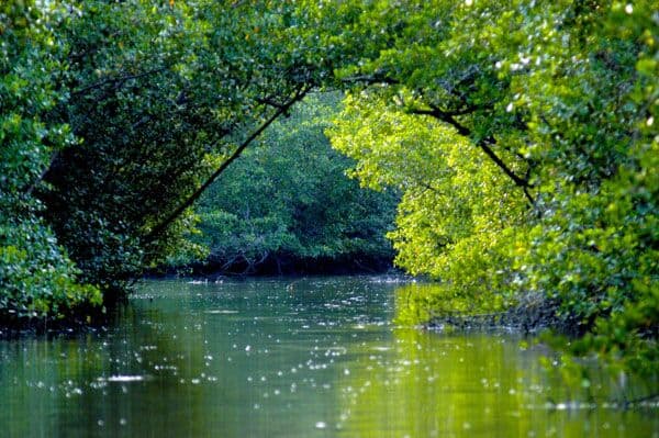 Caroni swamp, Trinidad.