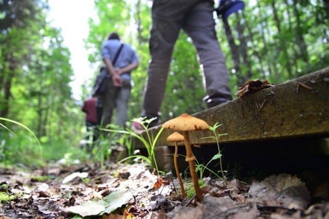 Visit Estonia during their Soomaa Wild Berries and Mushroom Weekends in September for guided hikes with fungi experts. Bring a basket to harvest the bounty!