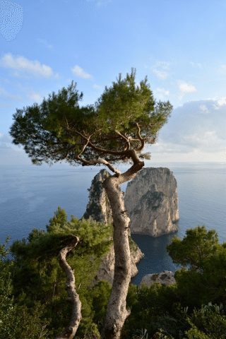 Flora along the Western Coastline. 