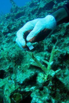 Toothbrush for cleaning the coral