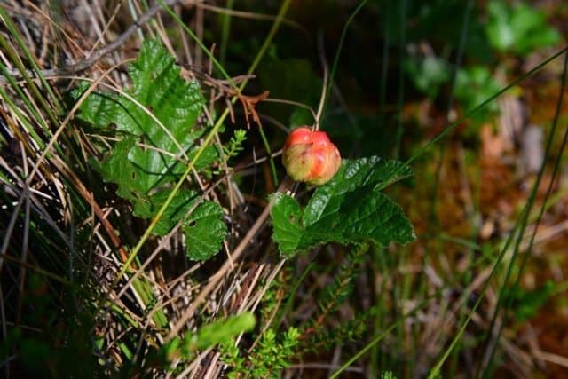 You’ve probably never heard of a cloudberry but they are Estonia’s most treasured fruit. Only one berry grows per plant so they are a costly treat.