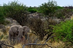 Bull elephant watching us watching him.