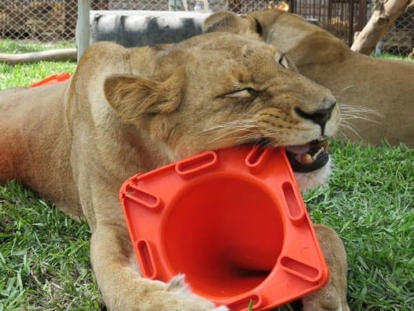 A Lioness plays with her new toy. 