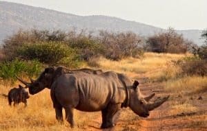Rhino family on our tracks and scats walk