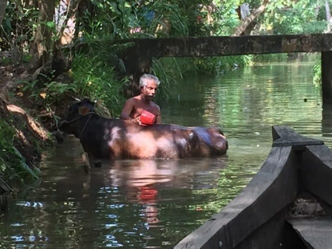 Bathing a buffalo in Monroe Island near Kerala, India. Nripsuta Saxena photos.