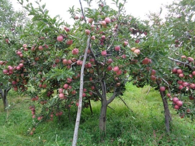 A heavily laden apple tree.