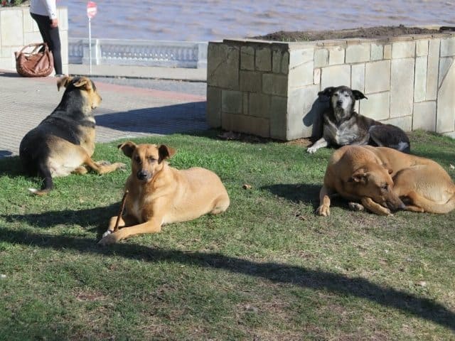 A dog's life in Colonia; four dogs commence for a nice day in the park.