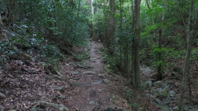 Hiking Reef Bay Trail on St. John, USVI.