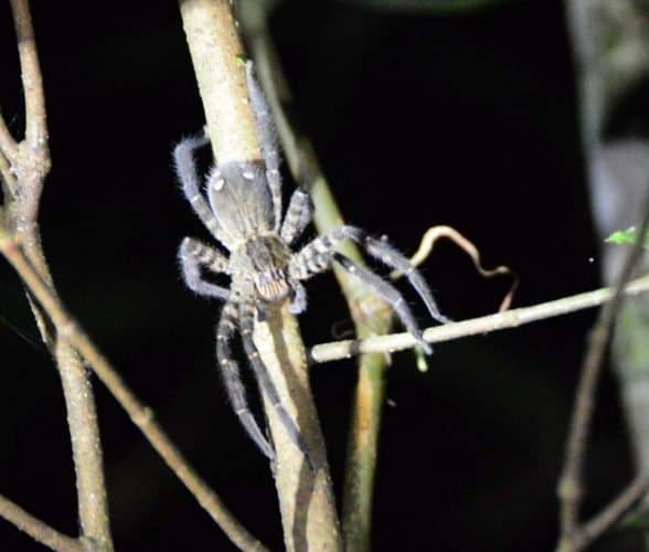 Night Spider Trekking at Sleeping Giant Rainforest Lodge