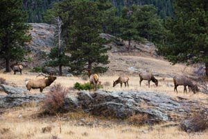 Elk congregate in Moraine Park, Rocky Mountain National Park, Colorado. The bull bugles to attract cows.