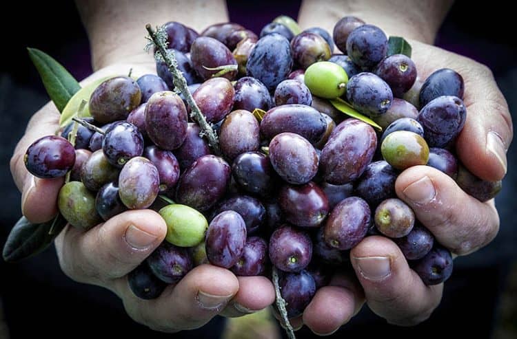 Freshly picked olives in the Monte Rufeno Nature Reserve. Photos by Paul Shoul