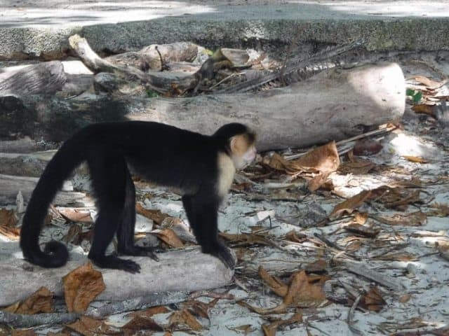 A Capuchin monkey in Manual Antonio National Park.