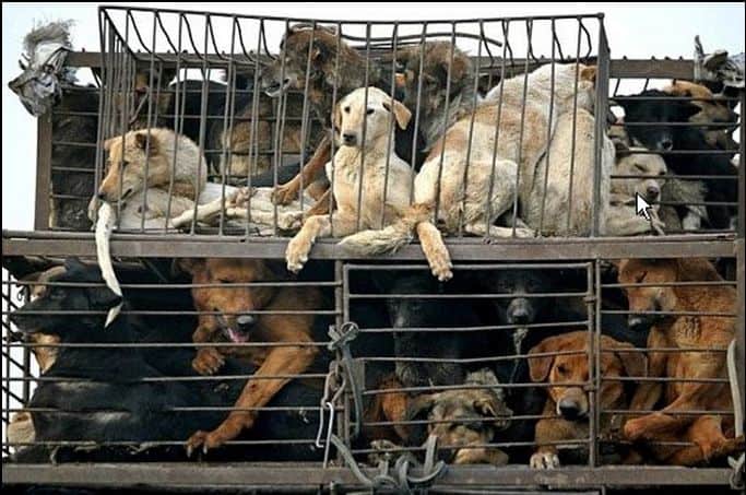 Caged dogs in Thailand who would become dinner, which the Soi Dog Foundation is working hard to prevent. 