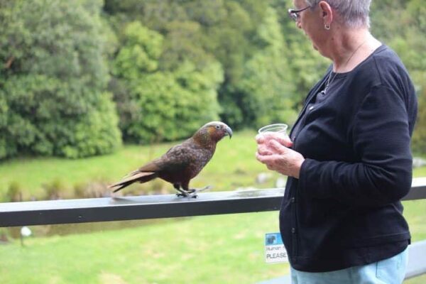 A Kaka bird in Wairarapa New Zealand. Read about this wonderful part of the South Island in this feature.